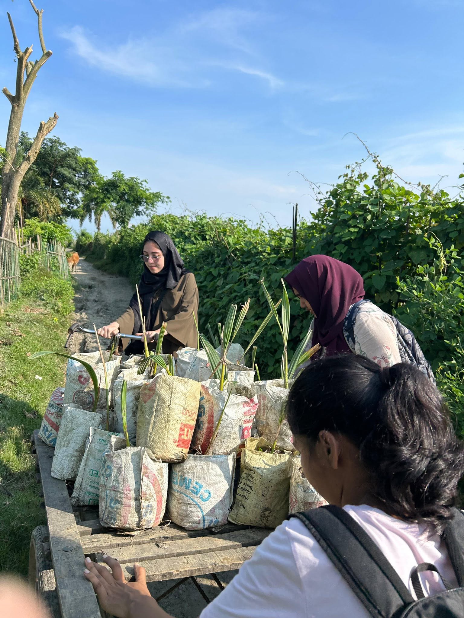 Mangrove Plantation