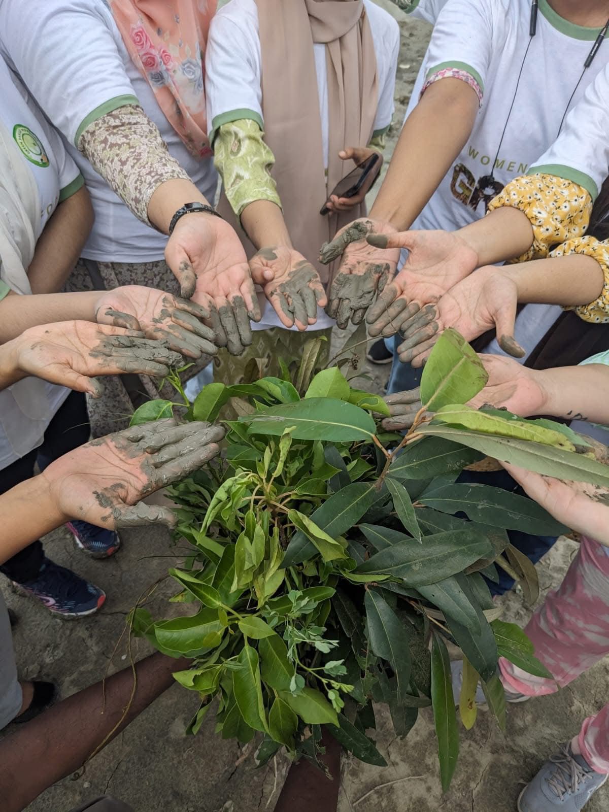 Palmyra Planting